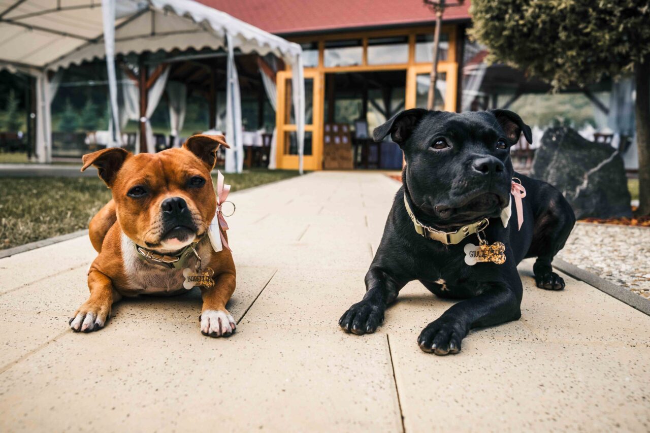 Pejsci od nevěsty a ženicha